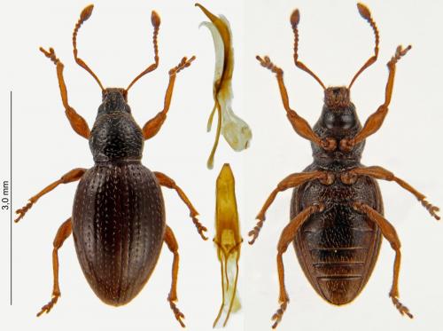 Réf. 223 399 : Exomias araneiformis