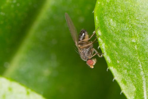 Scaptomyza pallida