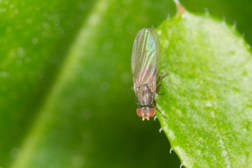 Scaptomyza pallida