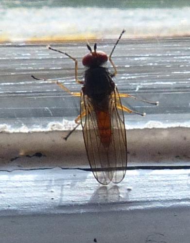 Réf. 223 010 : Heteromyza atricornis