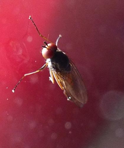 Réf. 223 011 : Heteromyza atricornis
