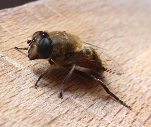 Eristalis tenax