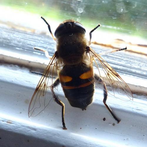 Eristalis tenax