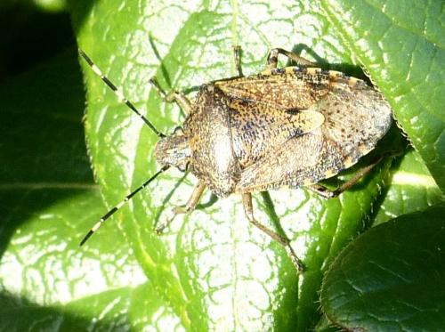 Rhaphigaster nebulosa