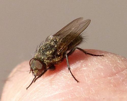 Pollenia sp.
