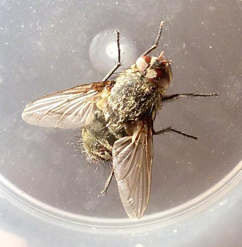 Pollenia sp.