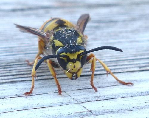 Vespula germanica