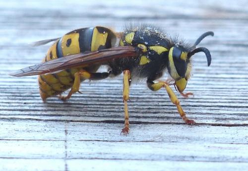 Vespula germanica