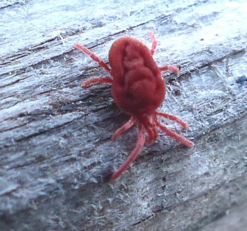 Réf. 223 547 : Allothrombium sp.