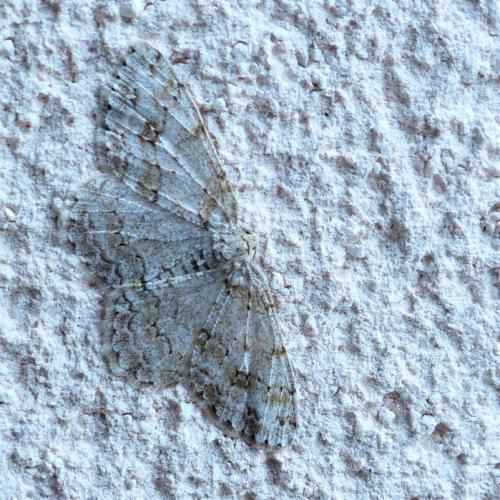 Ectropis crepuscularia