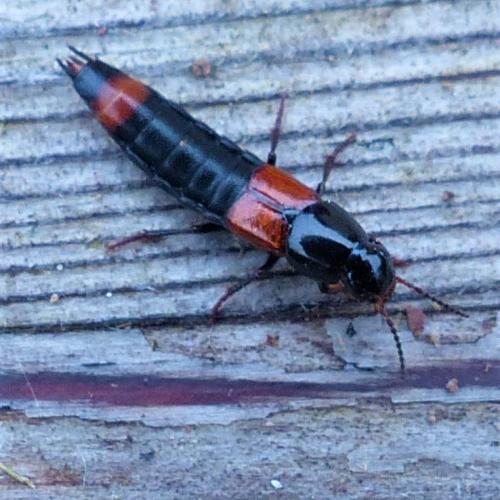 Réf. 223 779 : Astrapaeus ulmi
