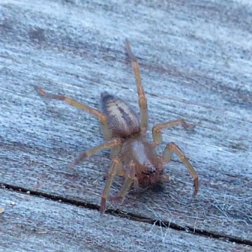 Clubiona sp.