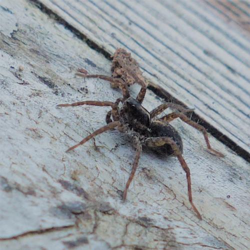 Pardosa sp.