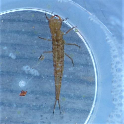 Réf. 223 891 : Rhantus sp.