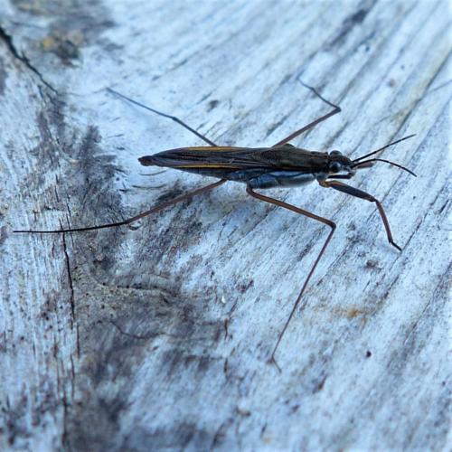 Gerris gibbifer