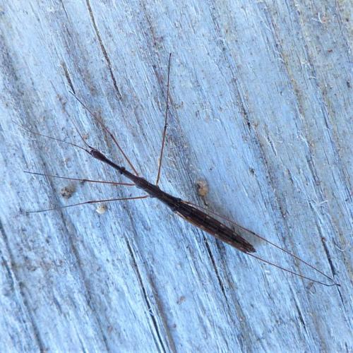 Hydrometra stagnorum