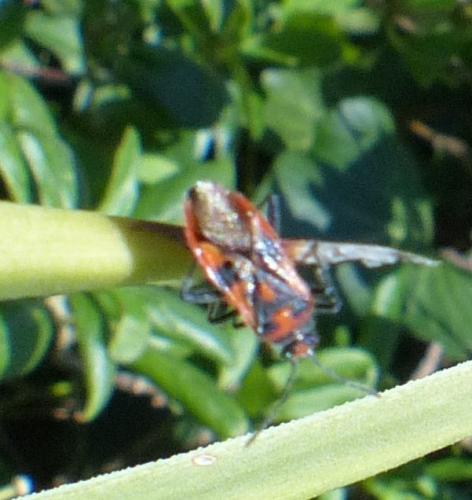 Corizus hyoscyami hyoscyami