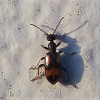 Réf. 223 952 : Anthicus laeviceps
