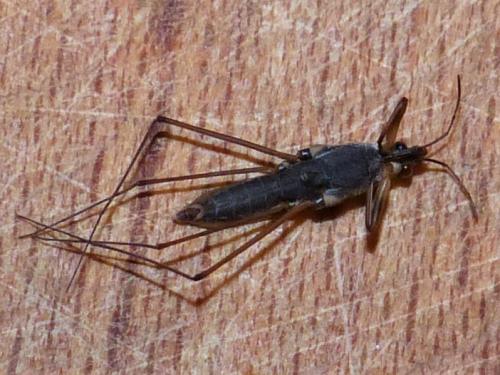 Réf. 223 951 : Gerris gibbifer