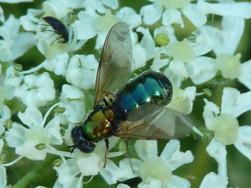 Réf. 223 988 : Chloromyia formosa