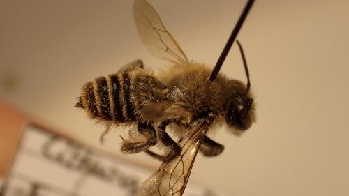 Lithurgus chrysurus