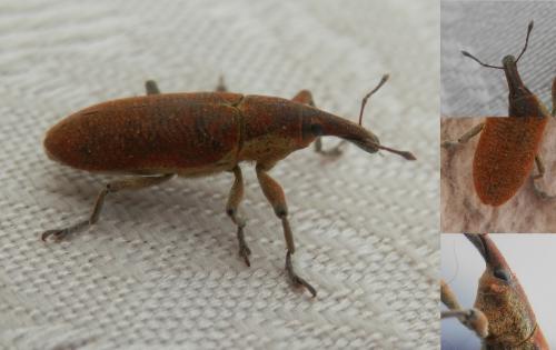 Lixus pulverulentus