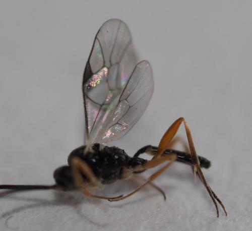 Aclastus sp.