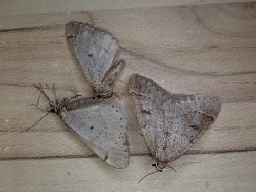 Theria sp.