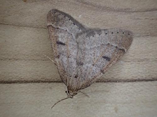 Theria sp.