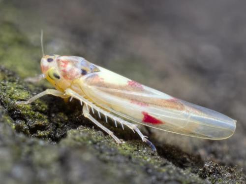 Zygina lunaris