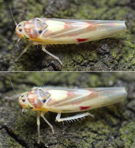Zygina lunaris