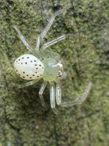 Réf. 223 885 : Diaea dorsata