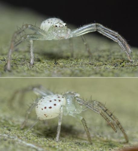 Réf. 223 886 : Diaea dorsata