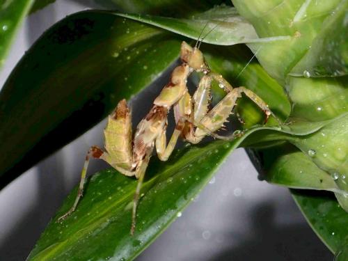 Creobroter sp.