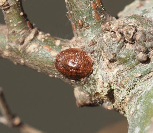 Réf. 223 961 : Lecaniinae inconnu