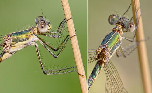 Lestes sponsa