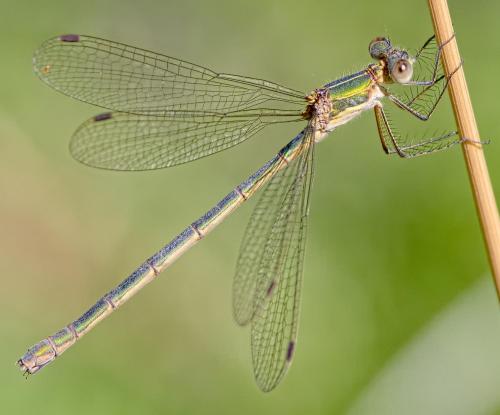 Lestes sponsa