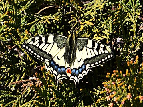 Réf. 223 172 : Papilio machaon