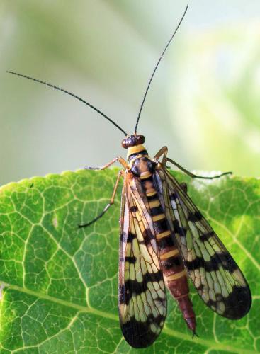 Panorpa vulgaris