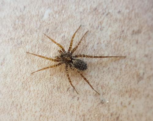 Pardosa sp.