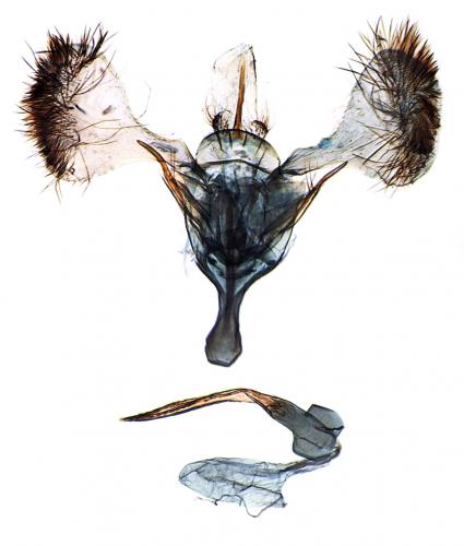 Parornix devoniella