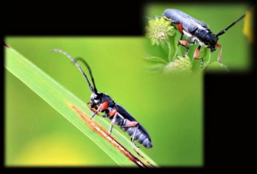 Réf. 223 800 : Phytoecia icterica