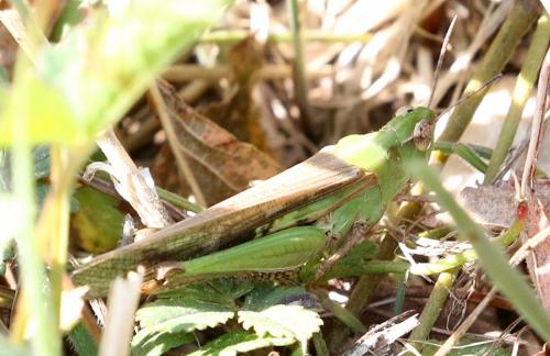 Aiolopus sp.