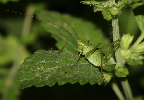 Leptophyes punctatissima