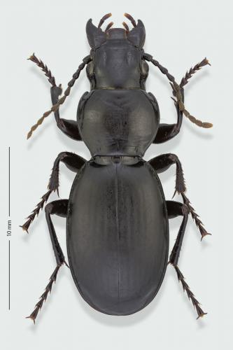Percus patruelis