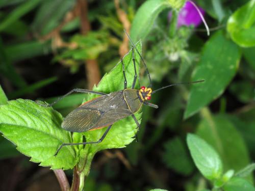 Réf. 223 460 : Leptocoris aethiops