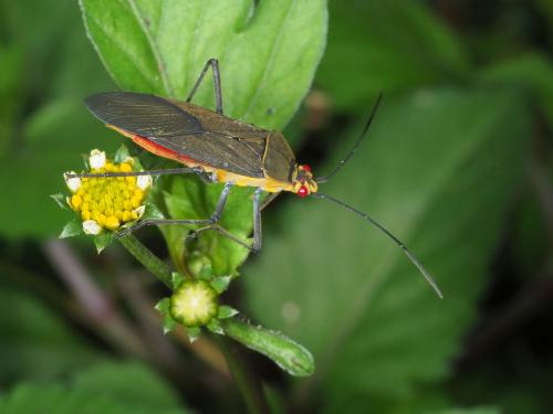 Leptocoris aethiops