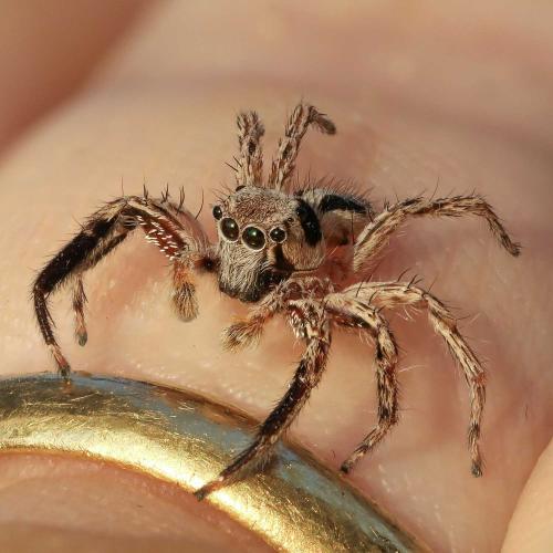 Réf. 223 145 : Plexippus petersi