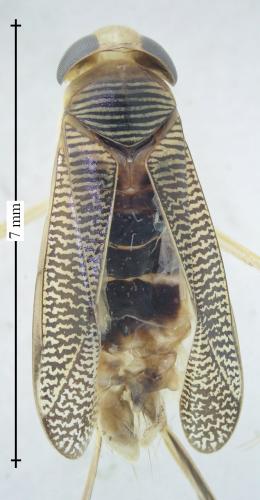Sigara iactans