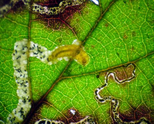 Stigmella aurella